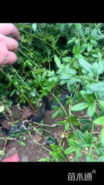 高度30厘米迎春花