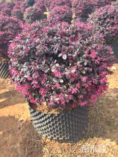 冠幅100厘米红花继木球