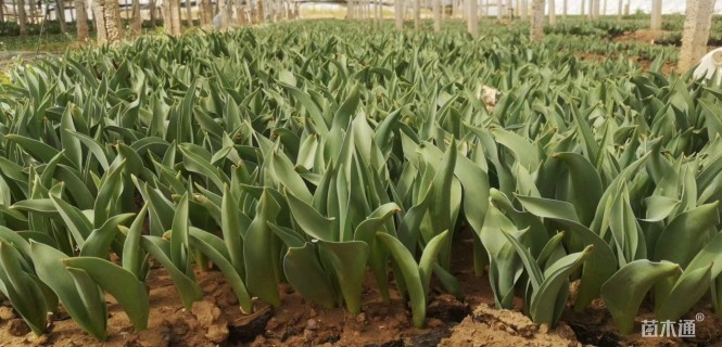 高度15厘米郁金香