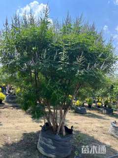 高度2厘米穗花牡荆