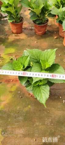 高度25厘米无尽夏绣球