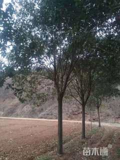 15公分大叶女贞