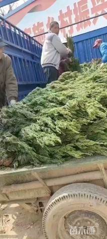 高度80厘米龙柏