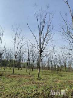 15公分栾树