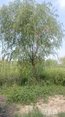 18公分垂柳
