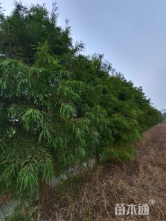 10公分北美落羽杉