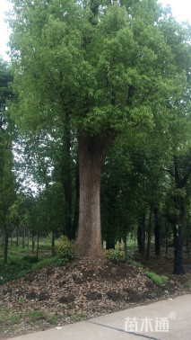 80公分香樟