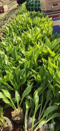 高度15厘米玉簪