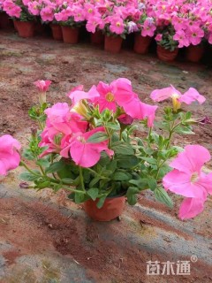 高度25厘米矮牵牛