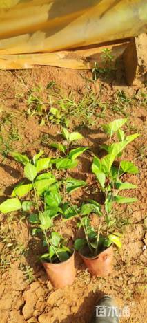 高度50厘米扶桑