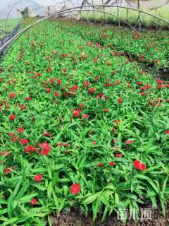 高度10厘米常夏石竹