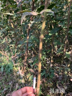 0.7公分日本红枫