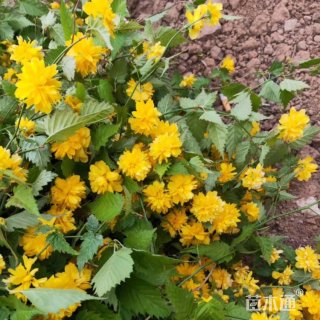 高度30厘米棣棠苗