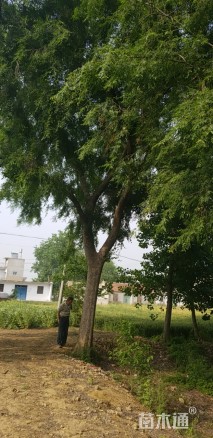 15公分榔榆
