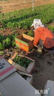 高度15厘米紫花玉簪