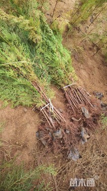 高度210厘米侧柏