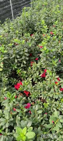 高度30厘米西洋杜鹃