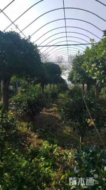 12公分桂花桩景