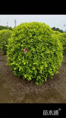 冠幅200厘米黄榕球