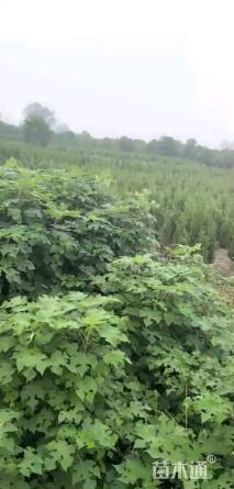 高度100厘米蜀桧