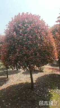 12公分红叶石楠