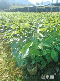 0.8公分深山含笑