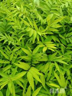 高度50厘米无患子小苗