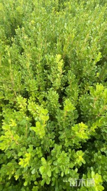 高度40厘米小叶黄杨