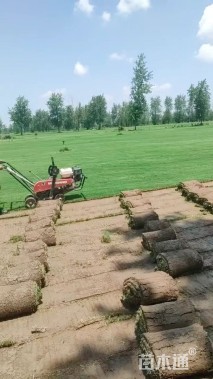 草卷状马尼拉草