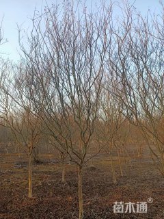 8公分四川红紫薇