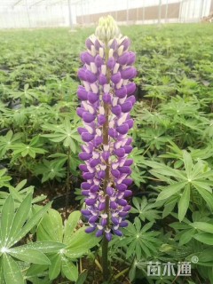 高度20厘米羽扇豆