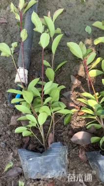 高度70厘米红叶石楠小苗