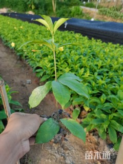 高度15厘米软枝黄蝉