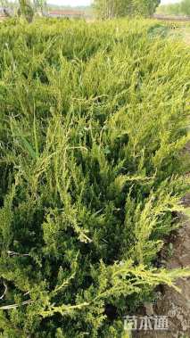 高度40厘米龙柏小苗