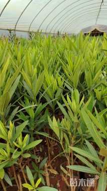 高度50厘米夹竹桃