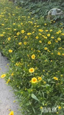 高度30厘米金鸡菊