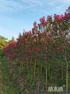 高度200厘米美国紫薇