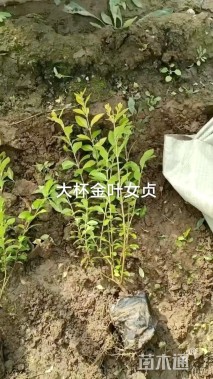 高度40厘米金叶女贞