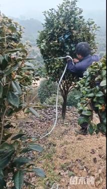 高度180厘米茶花