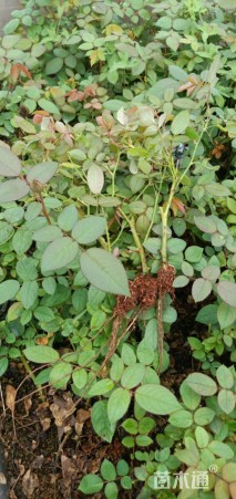 高度11厘米月季