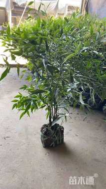 高度40厘米南天竹