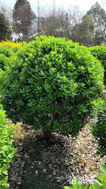 高度120厘米万年青