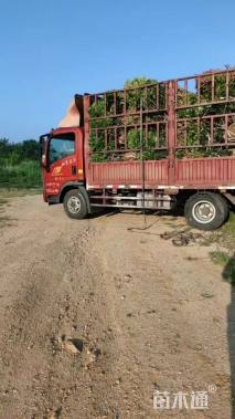 冠幅120厘米红叶石楠球