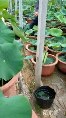 高度50厘米荷花