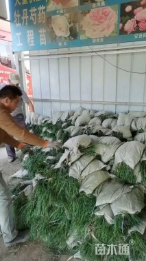 高度13厘米麦冬