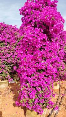 高度230厘米紫花三角梅