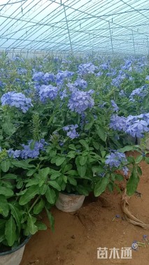 高度30厘米蓝雪花