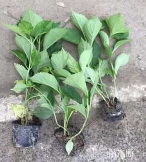 高度20厘米八仙花