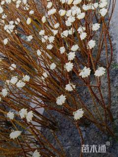 高度50厘米结香