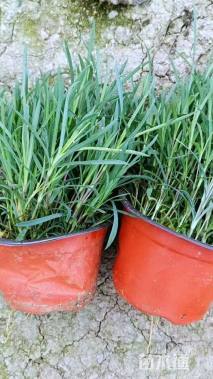 高度12厘米地被石竹